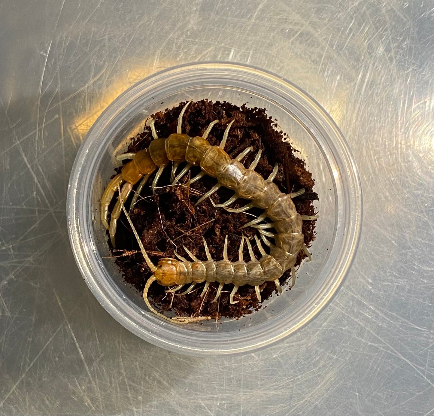 Scolopendra Polymorpha “Mojave Ghost Locale”