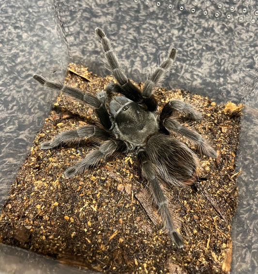 Aphonopelma Steindachneri