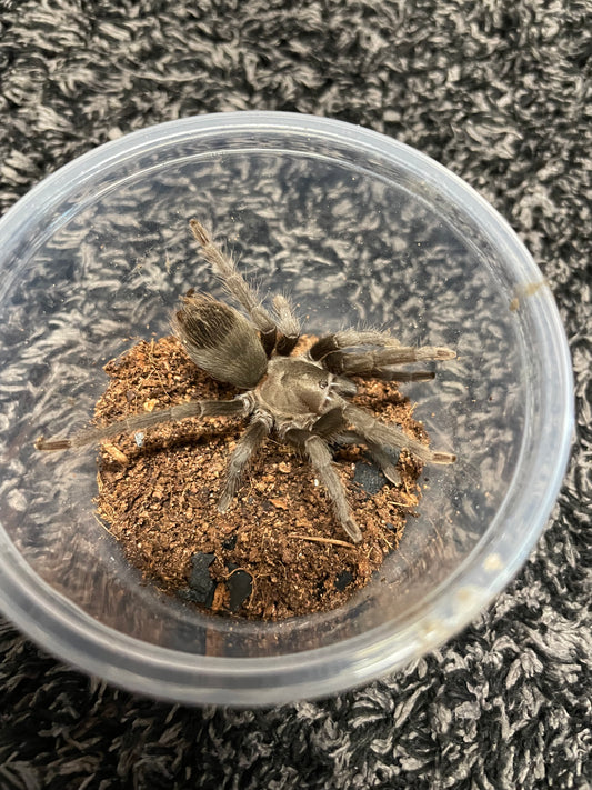 Aphonopelma Steindachneri