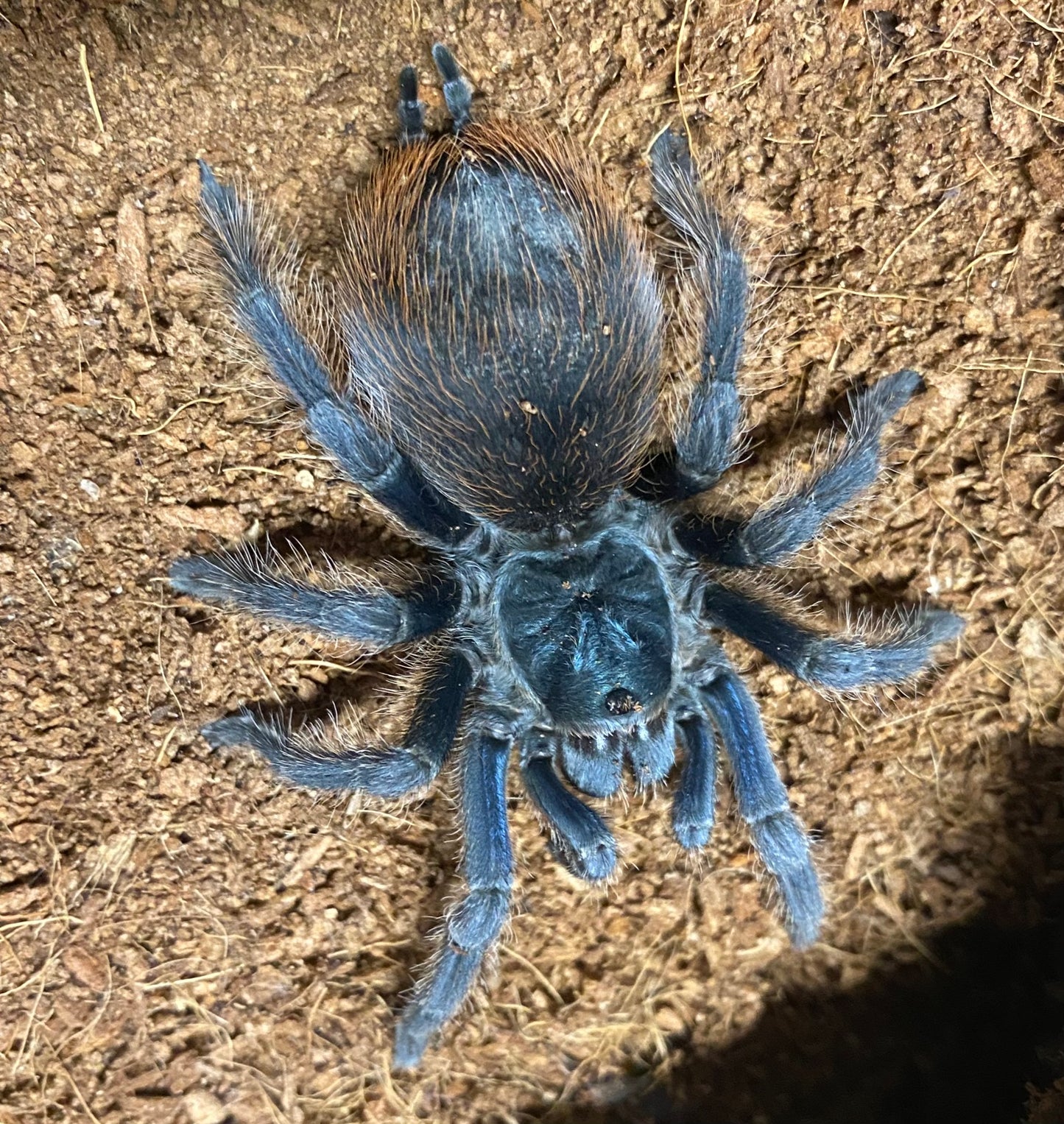 Aphonopelma Mooreae