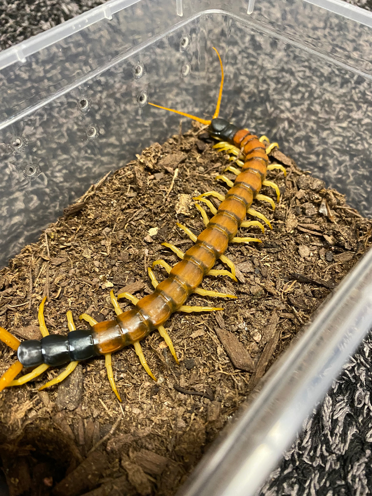 Scolopendra Heros “Arizonensis Banded”