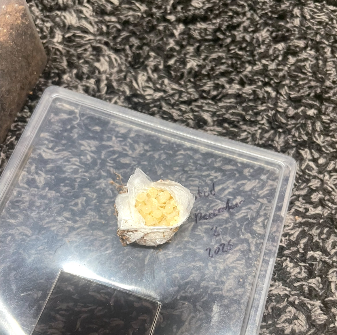 Aphonopelma Sp. Dragoons “Slings”