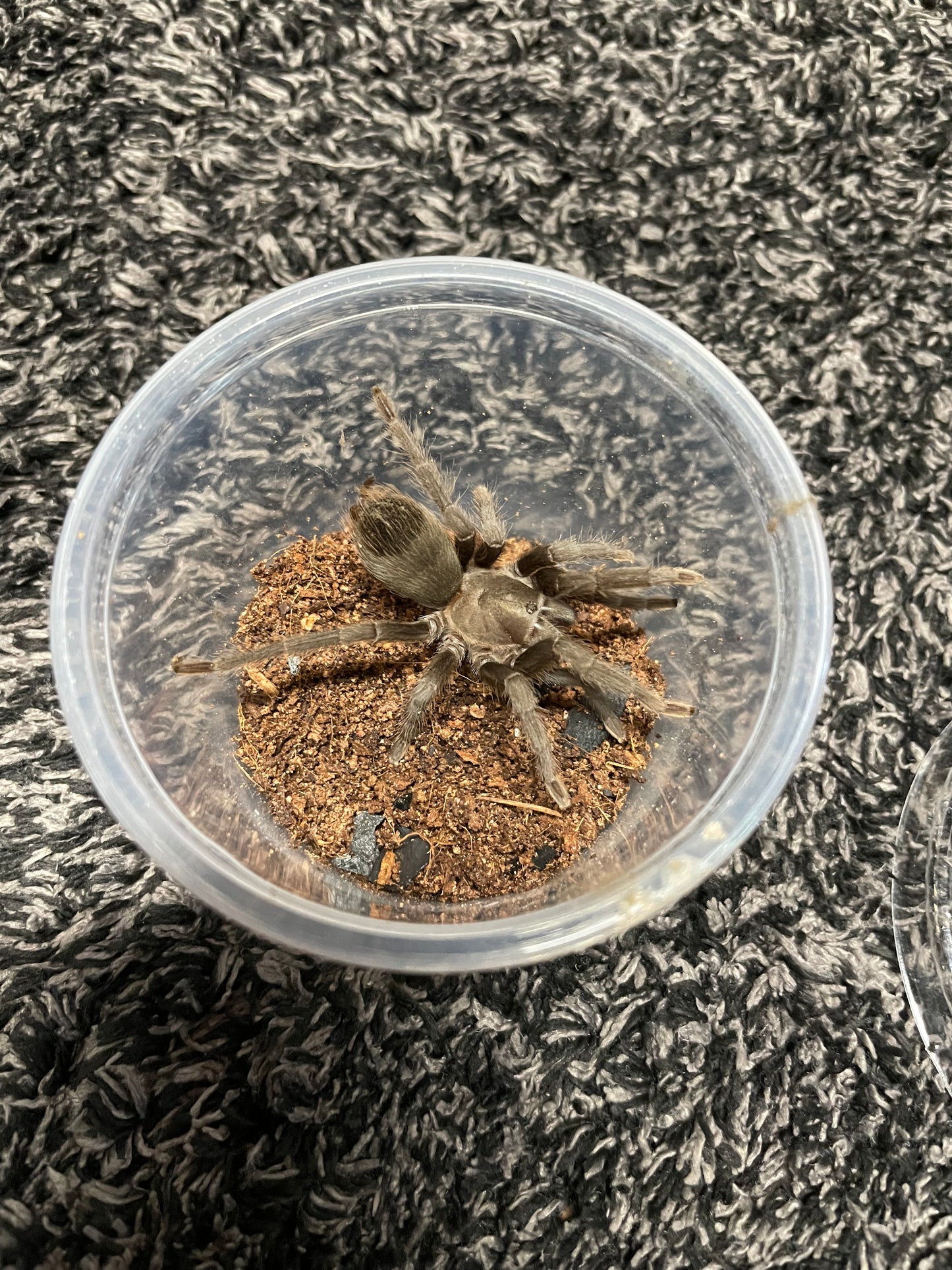 Aphonopelma Steindachneri