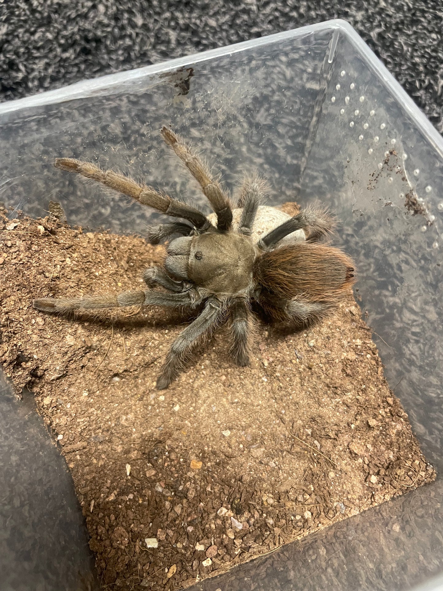 Aphonopelma Peloncillo “Arizona Locale” Captive Bred 2026
