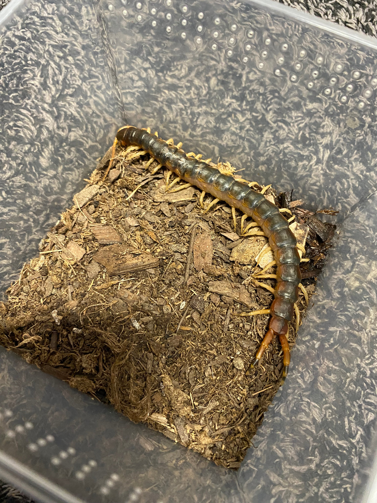 Scolopendra Viridicornis (Discounted Specimen)
