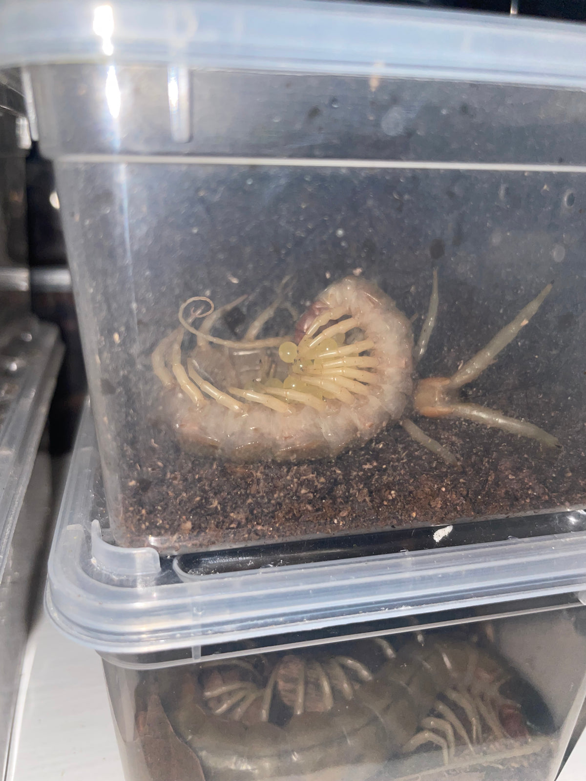 Scolopendra Aztecorum Pedelings 6-Pack 2026