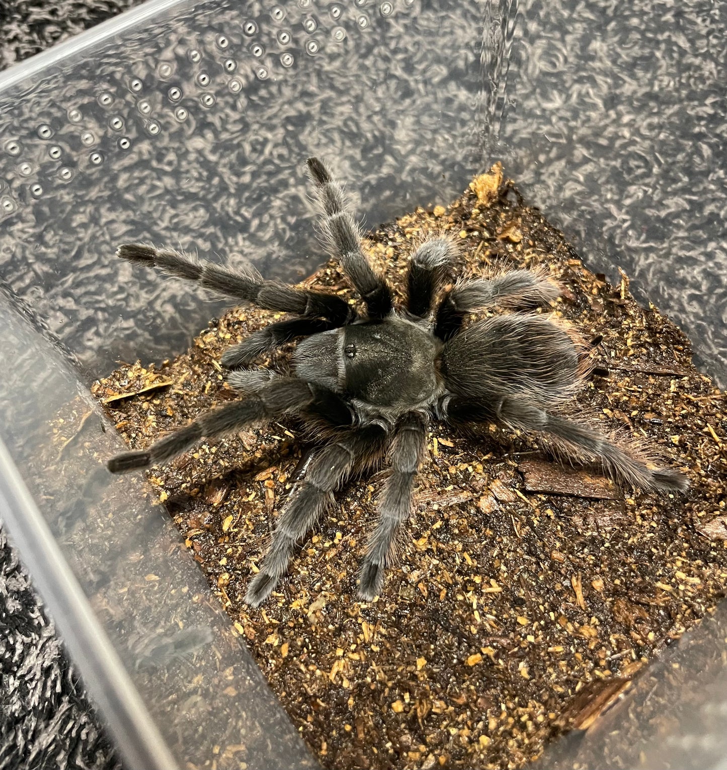 Aphonopelma Steindachneri