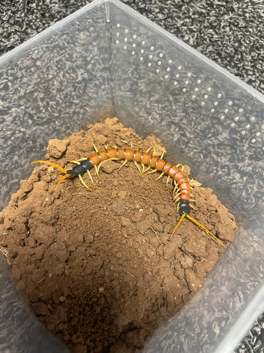 Scolopendra Heros “Arizonensis Banded”