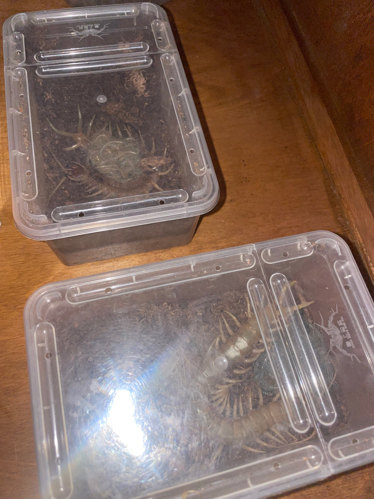 Scolopendra Aztecorum Pedelings 6-Pack 2026