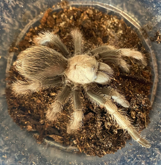 Aphonopelma Eutylenum