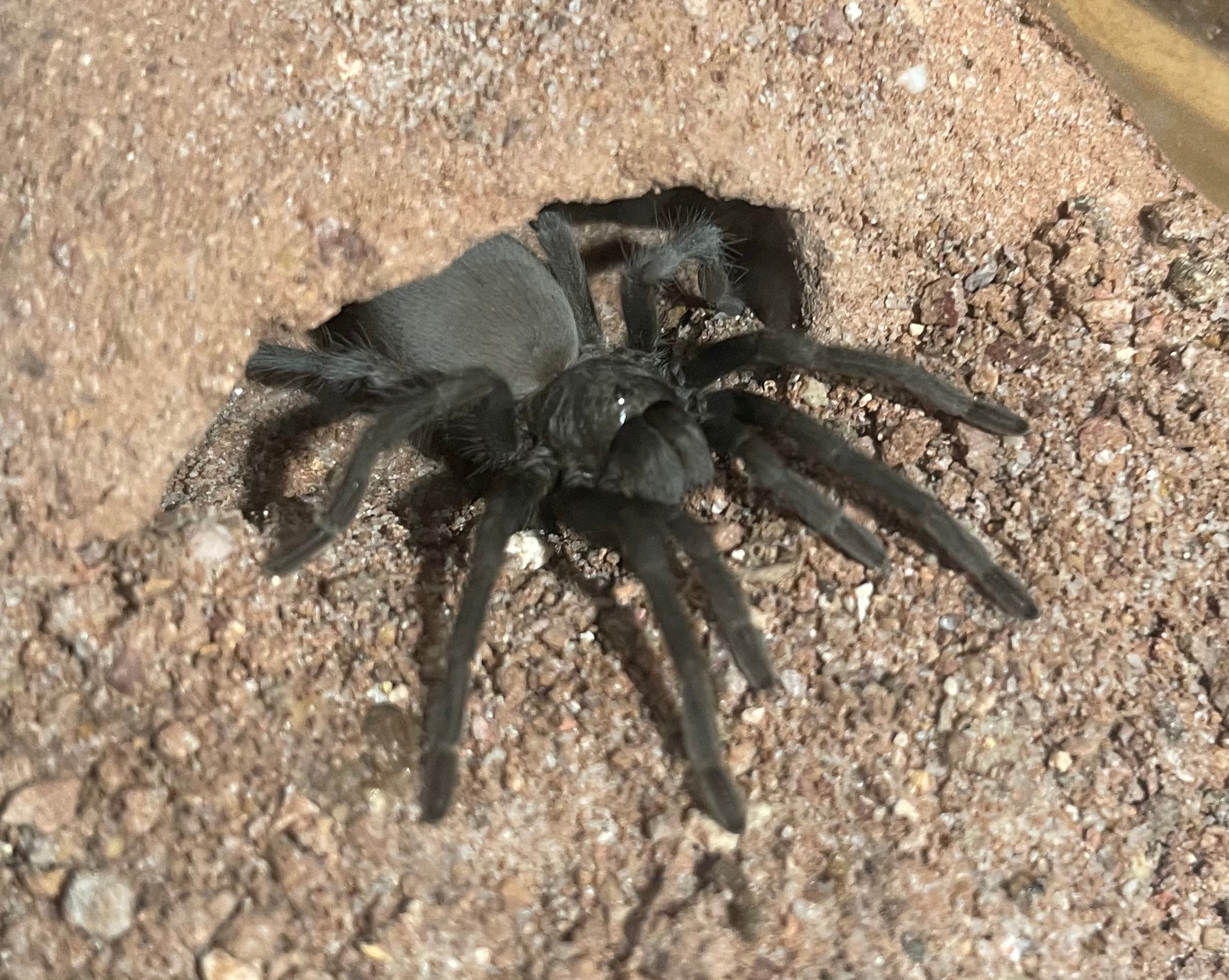 Joshua Insect Aphonopelma Joshua – Bug Biologicals