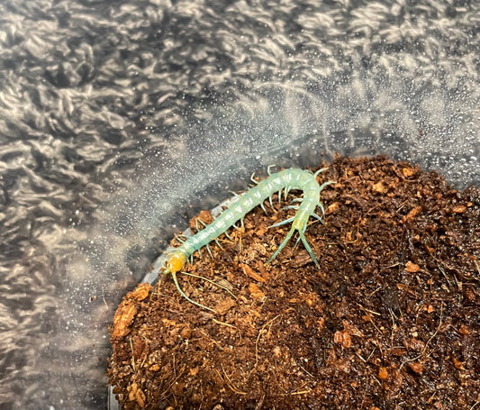 Scolopendra Aztecorum “Central Ghost”