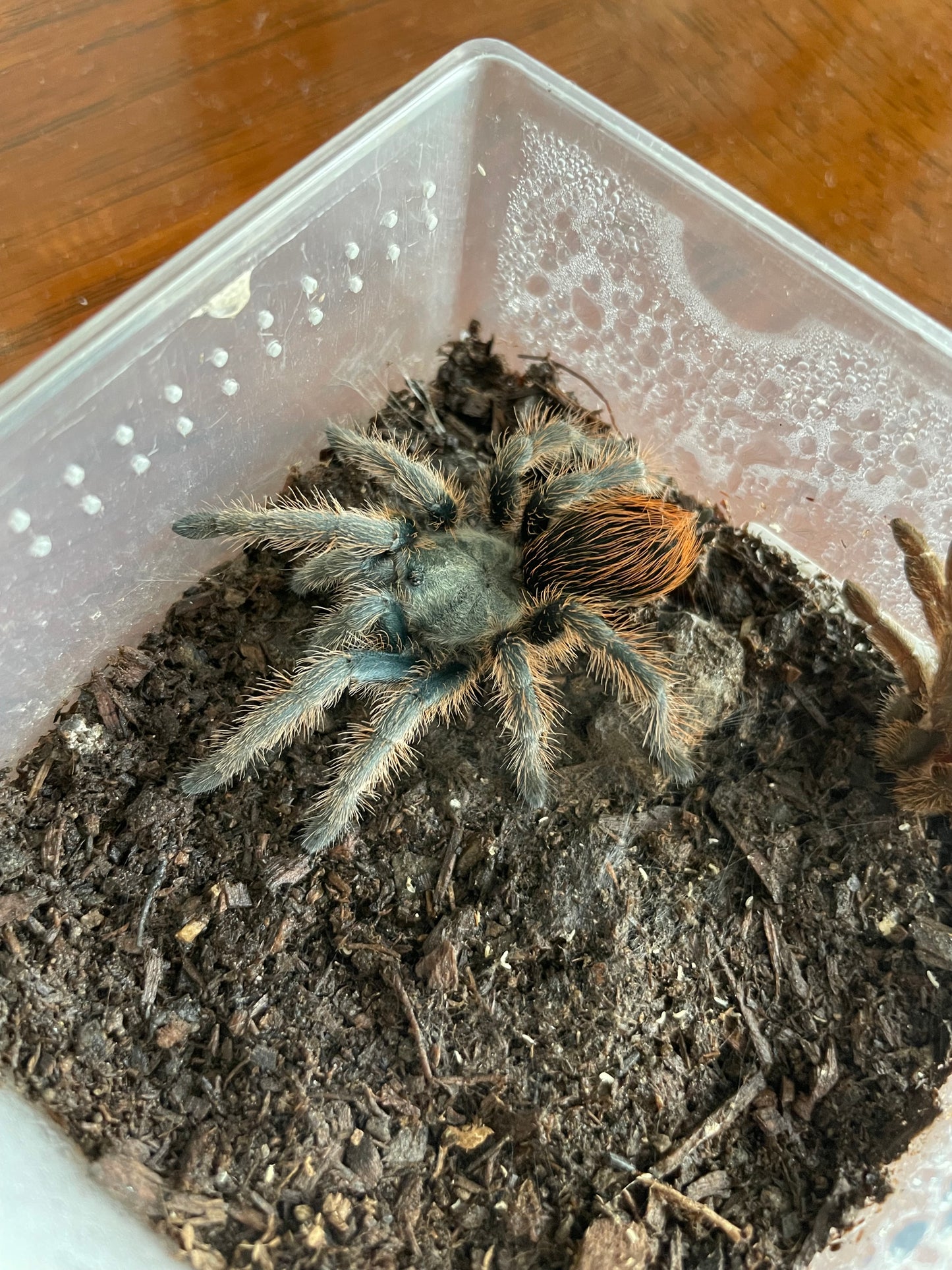 Aphonopelma Sp. “Huachuca”