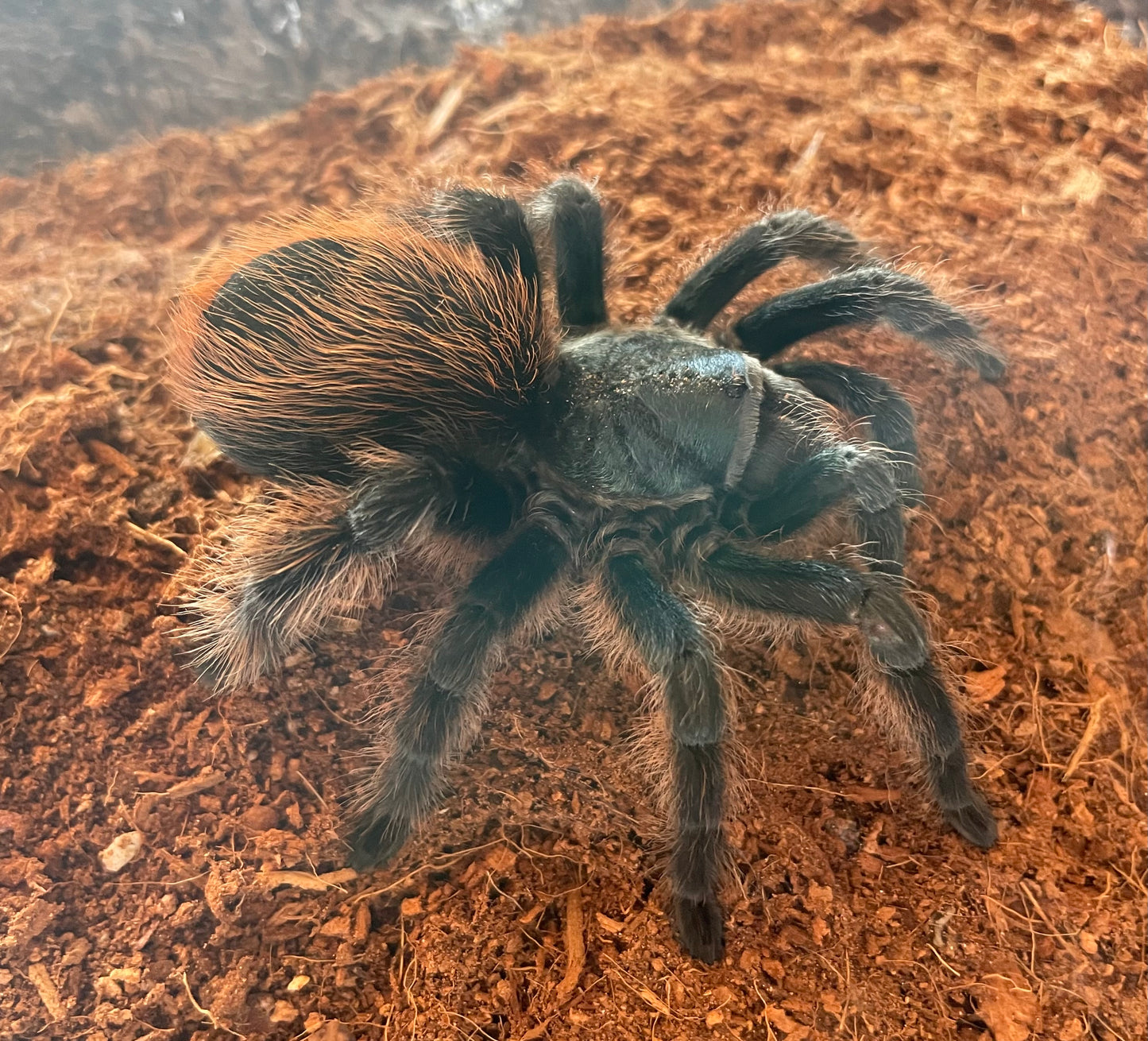 Aphonopelma Mooreae