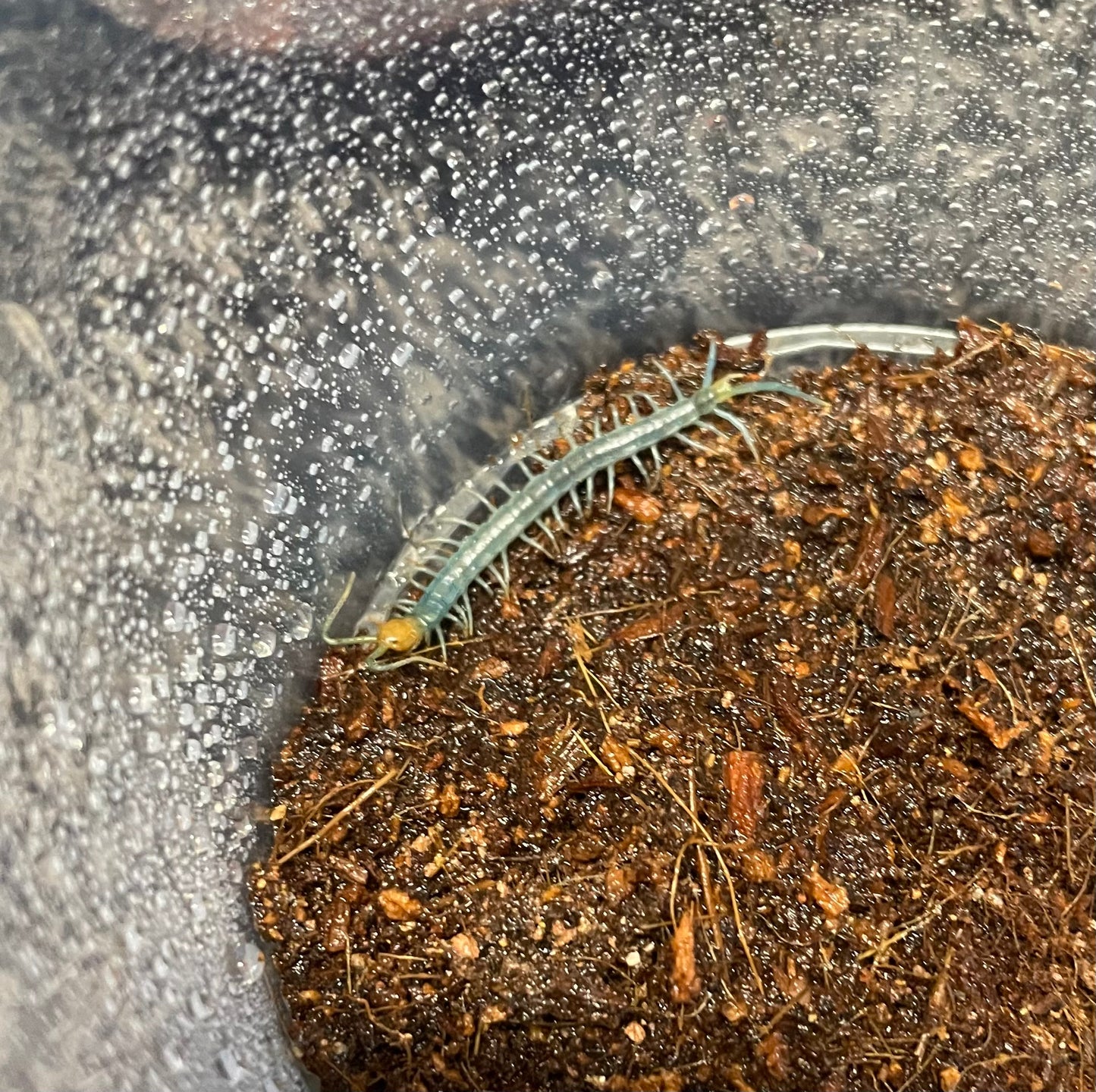 Scolopendra Aztecorum “Central Ghost”