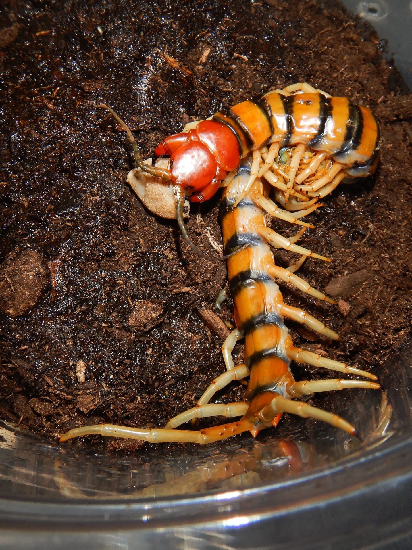 Scolopendra Sp. Malaysian Tiger (Pedelings) 2024