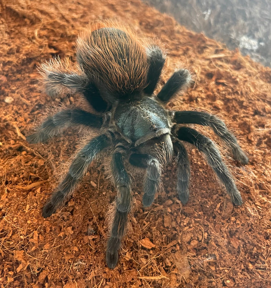 Aphonopelma Mooreae