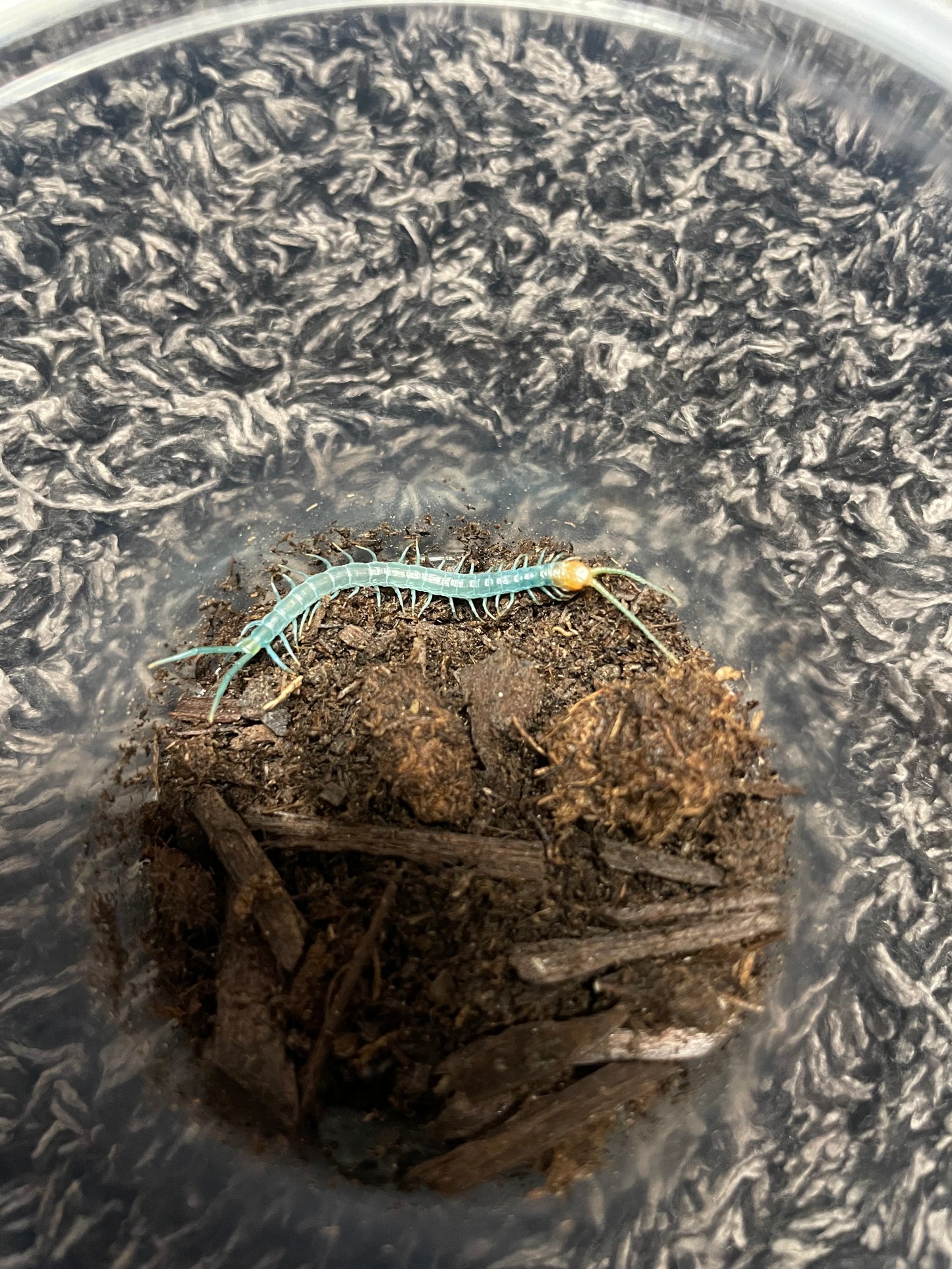 Scolopendra Aztecorum “Northern Ghost”