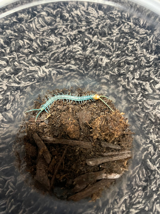Scolopendra Aztecorum “Northern Ghost”