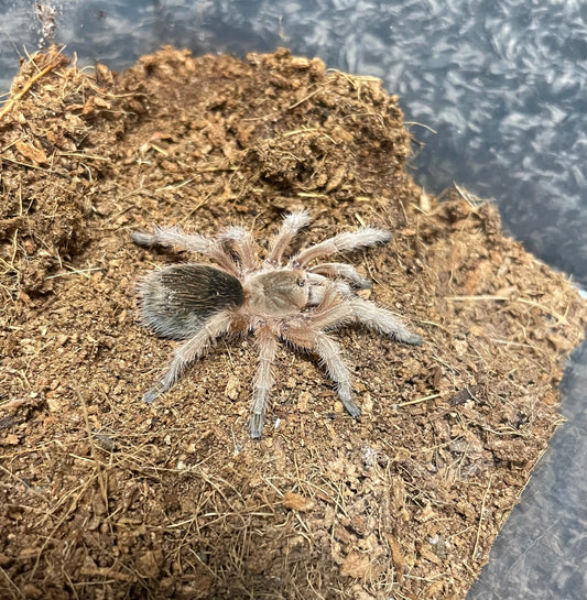 Grammostola Rosea “Red Color Form”
