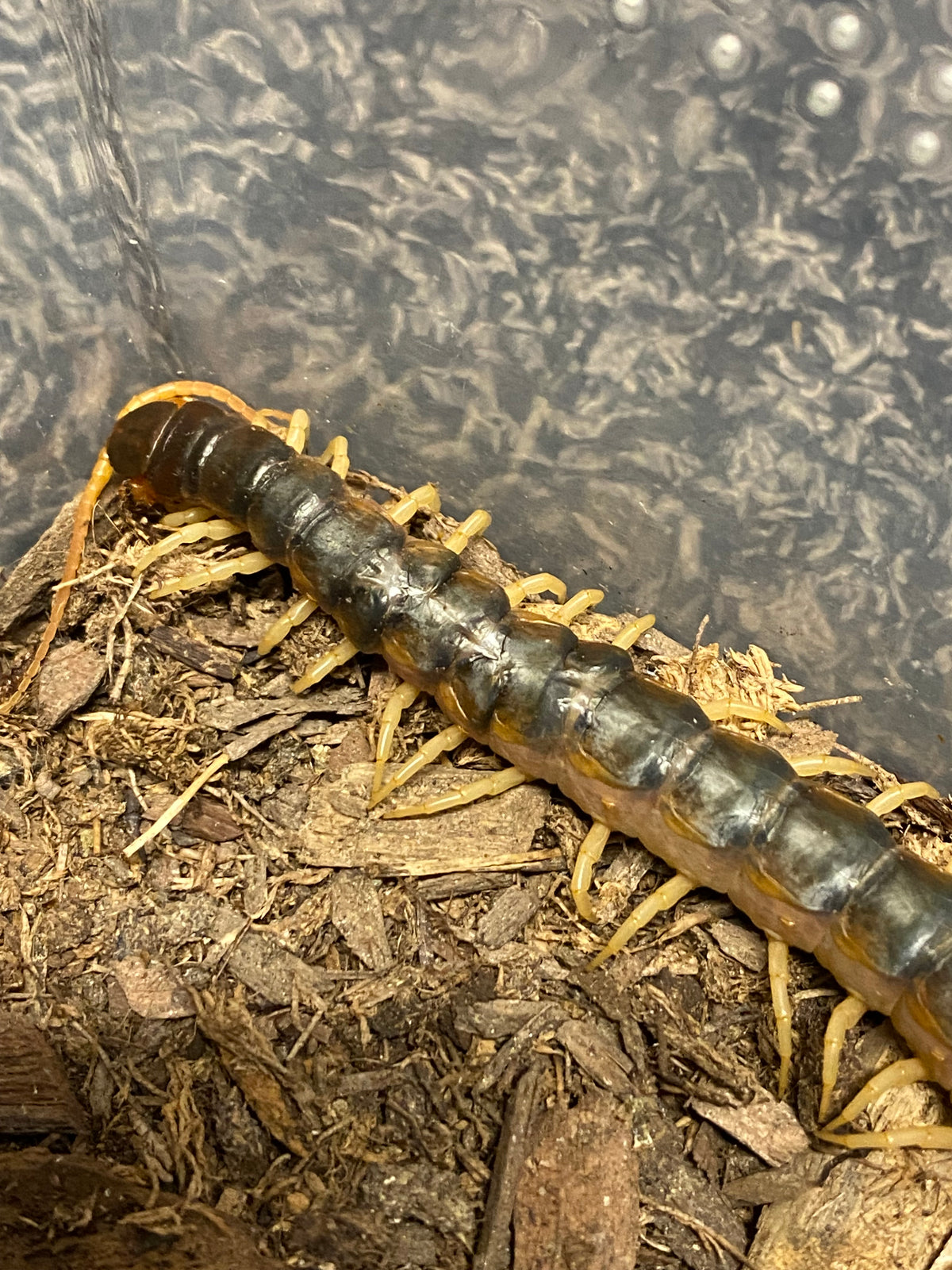 Scolopendra Viridicornis (Discounted Specimen)