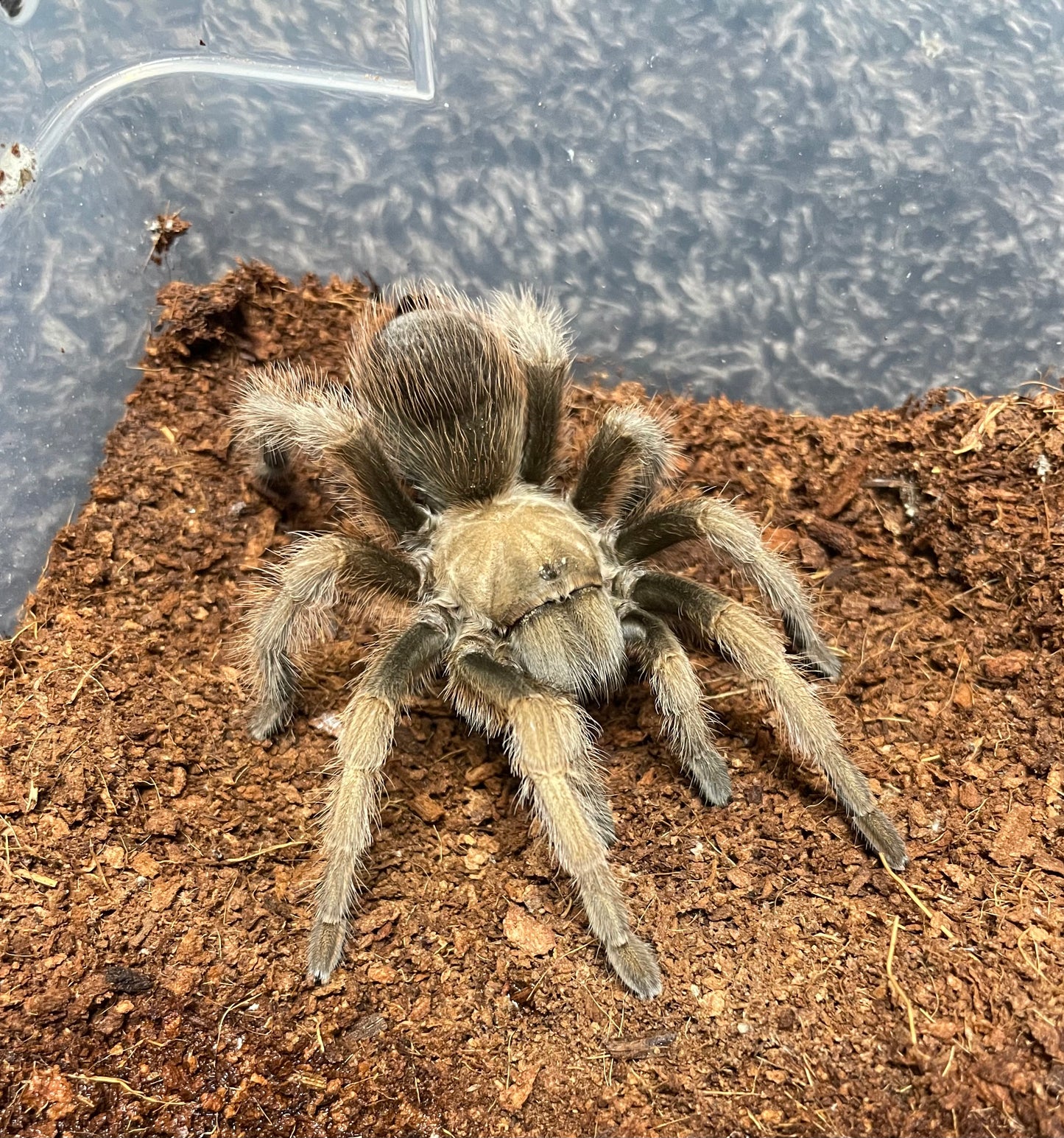 Aphonopelma Johnny Cashi “Sequoia National Park” Locale
