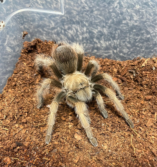 Aphonopelma Johnny Cashi “Sequoia National Park” Locale