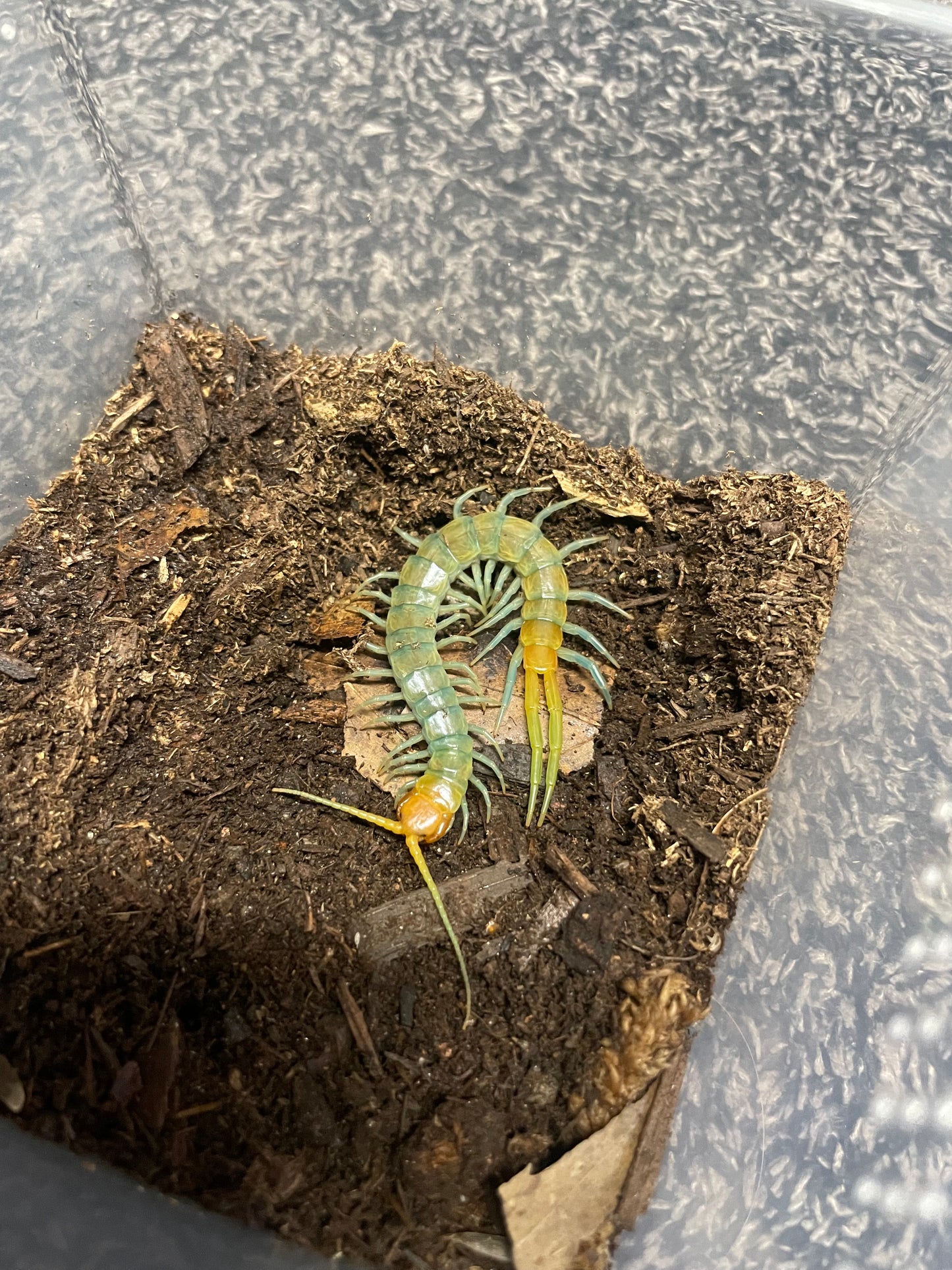 Scolopendra Aztecorum “Northern Ghost”