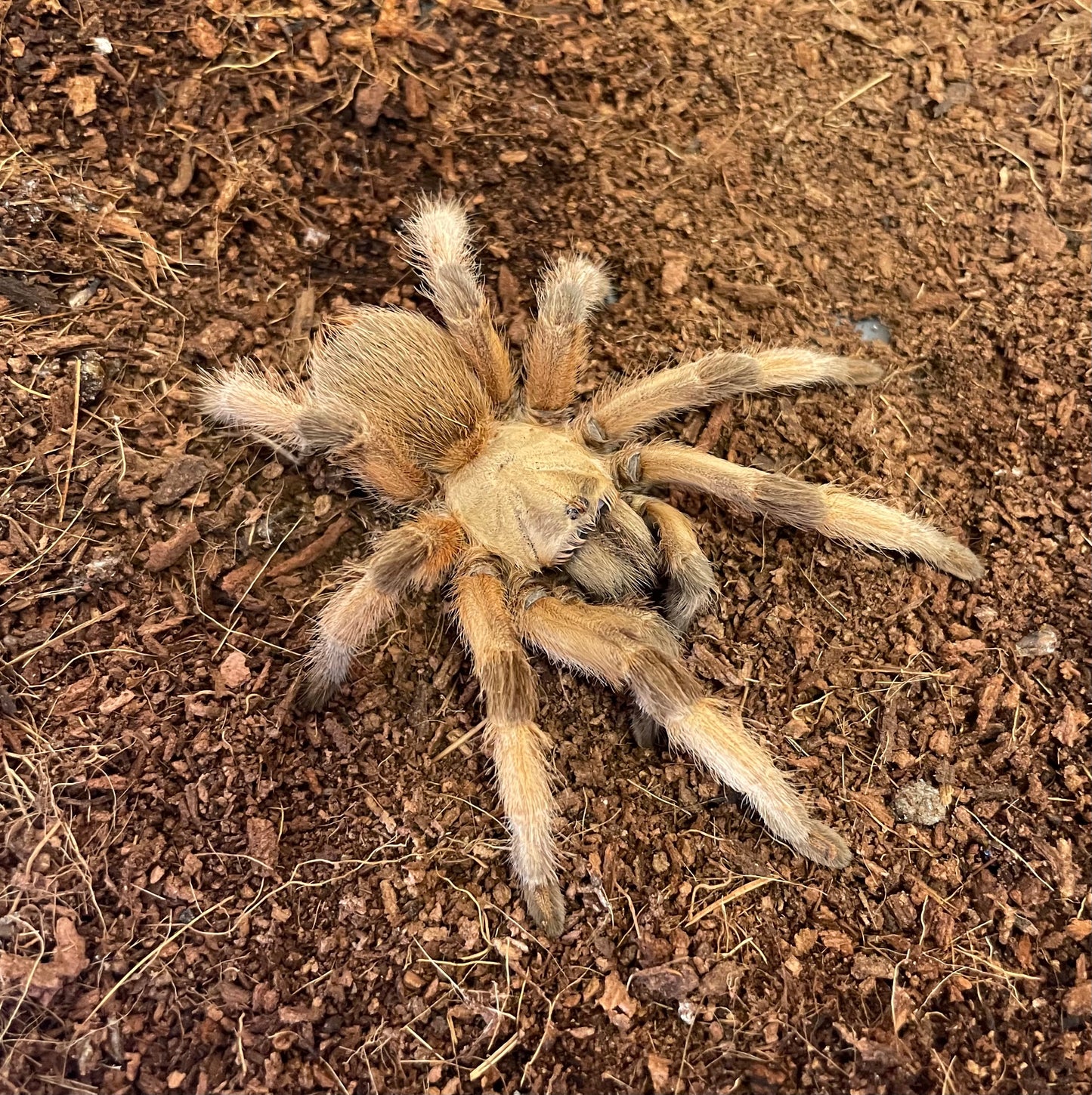 Aphonopelma Moderatum “Rio Grande Gold”