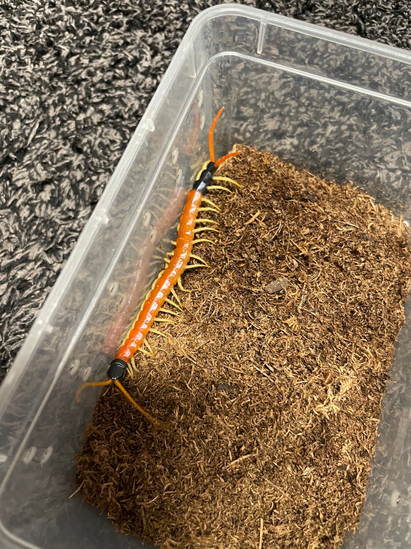 Scolopendra Heros “Sierra Vista” locale