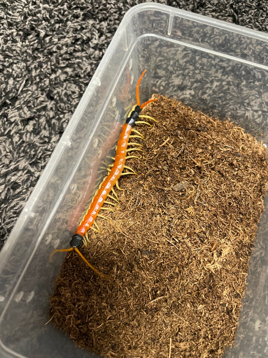 Scolopendra Heros “Sierra Vista” locale
