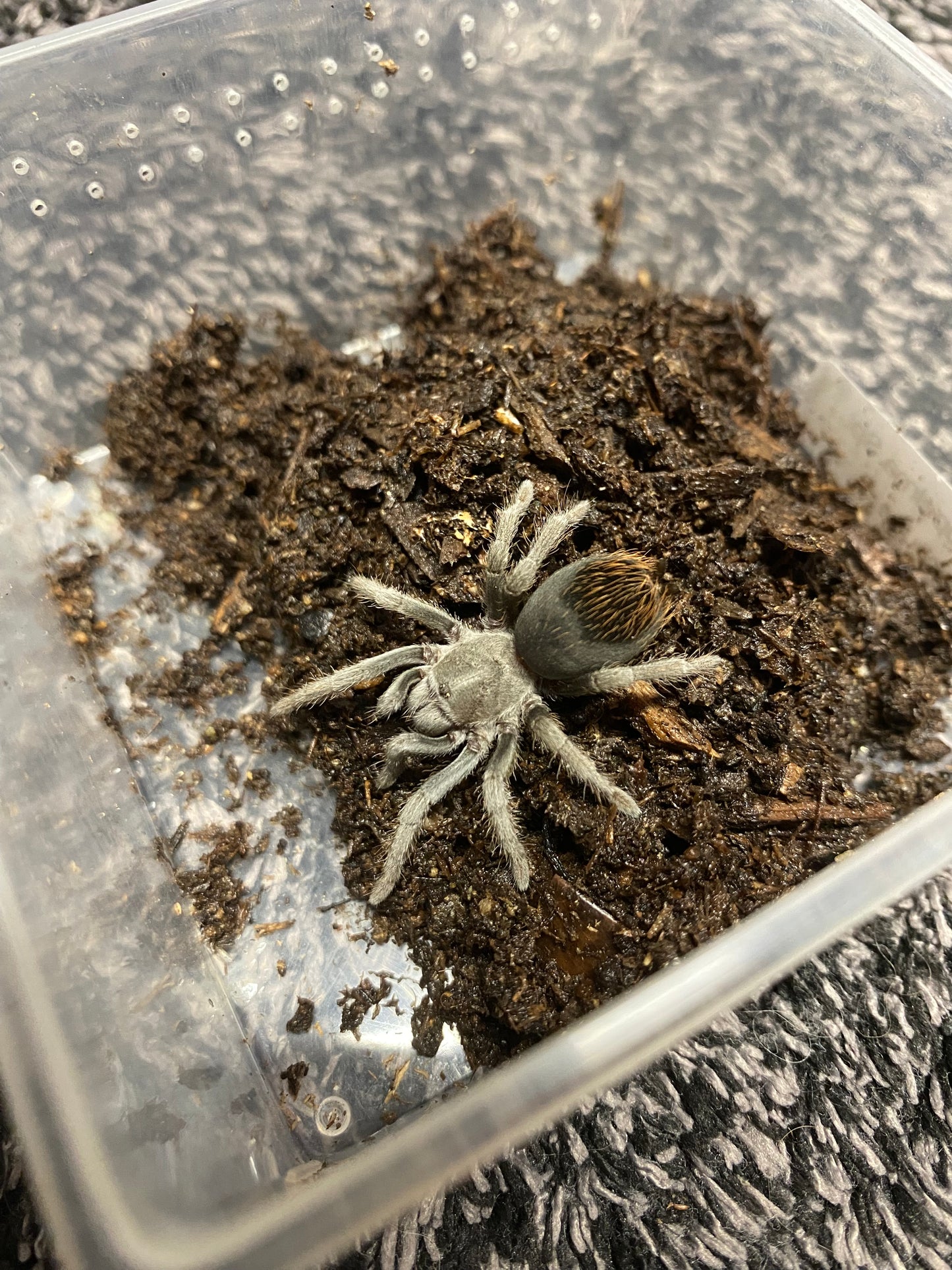 Aphonopelma Sp. “Huachuca”