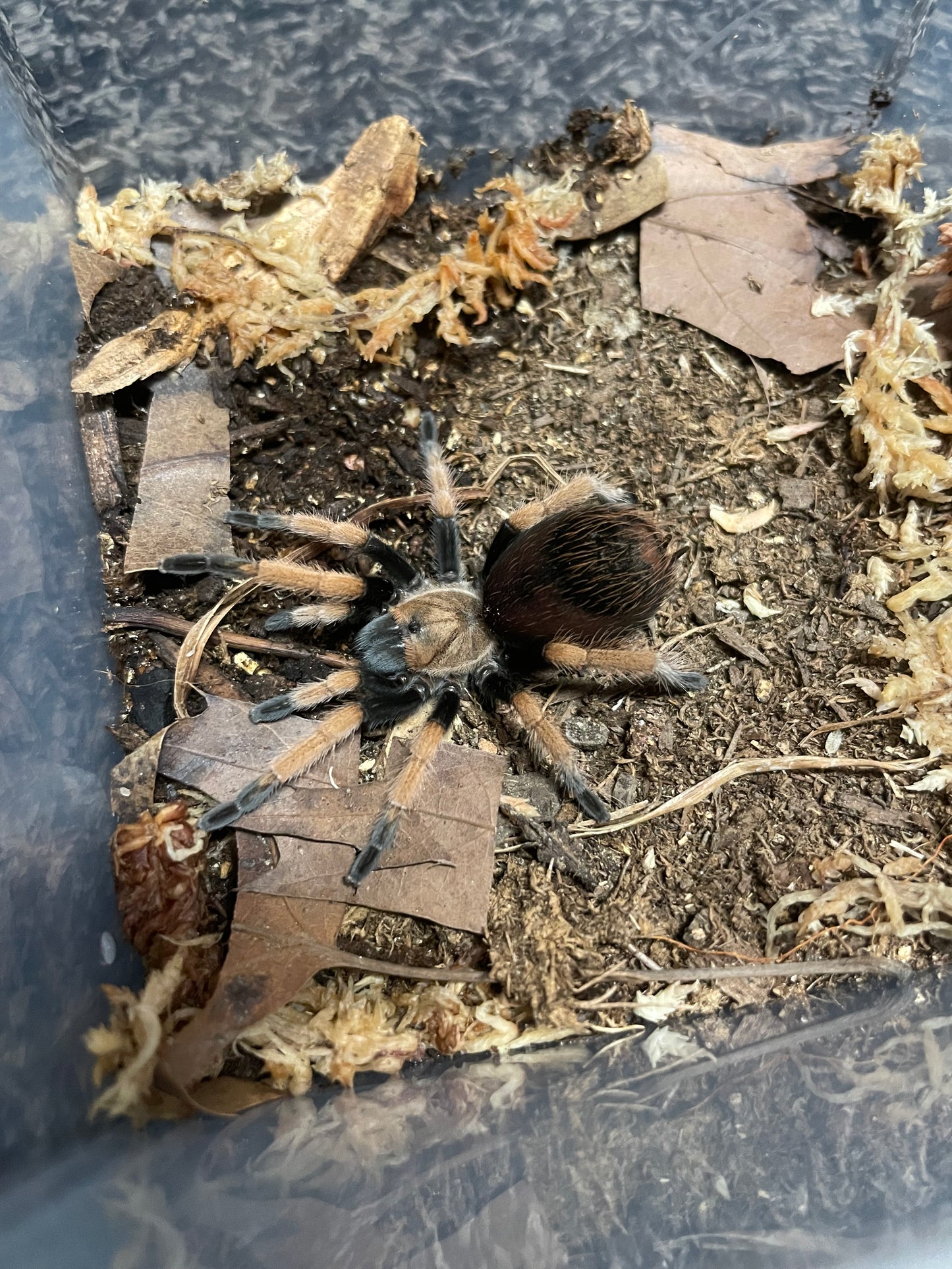 Aphonopelma Bicoloratum