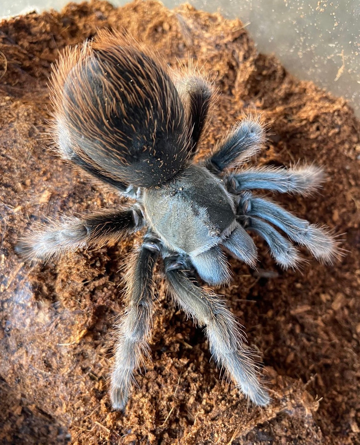 Aphonopelma Sp. Steindachneri