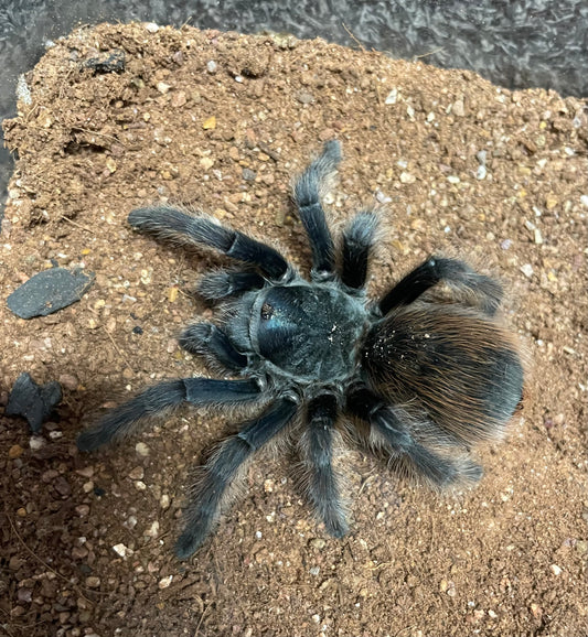 Aphonopelma Mooreae