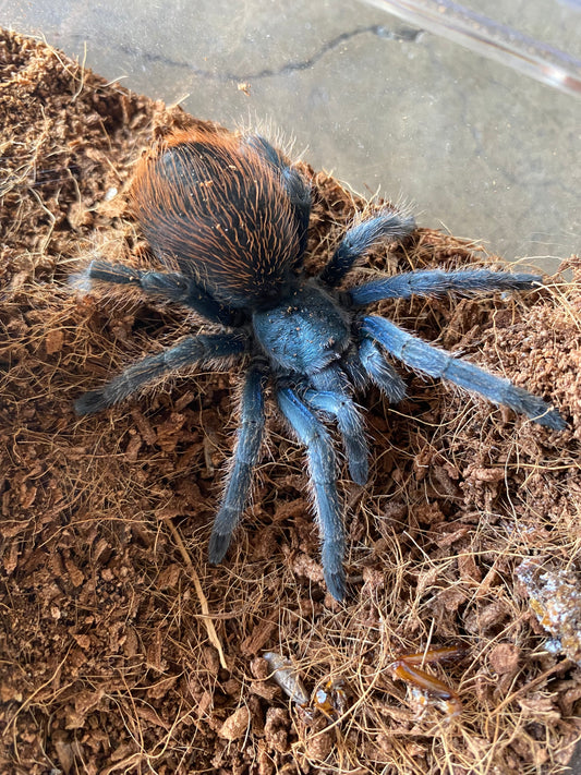 Aphonopelma Mooreae