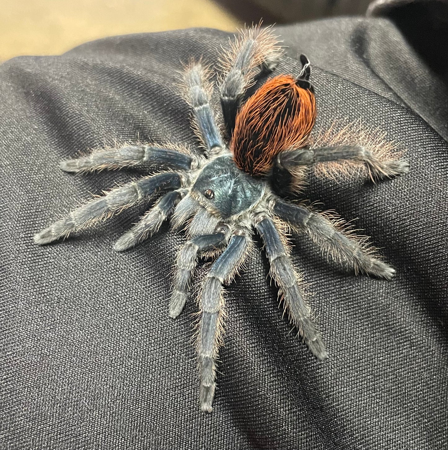 Aphonopelma Mooreae