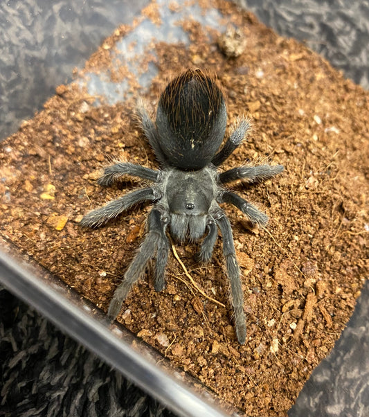 Aphonopelma Sp. Dragoons