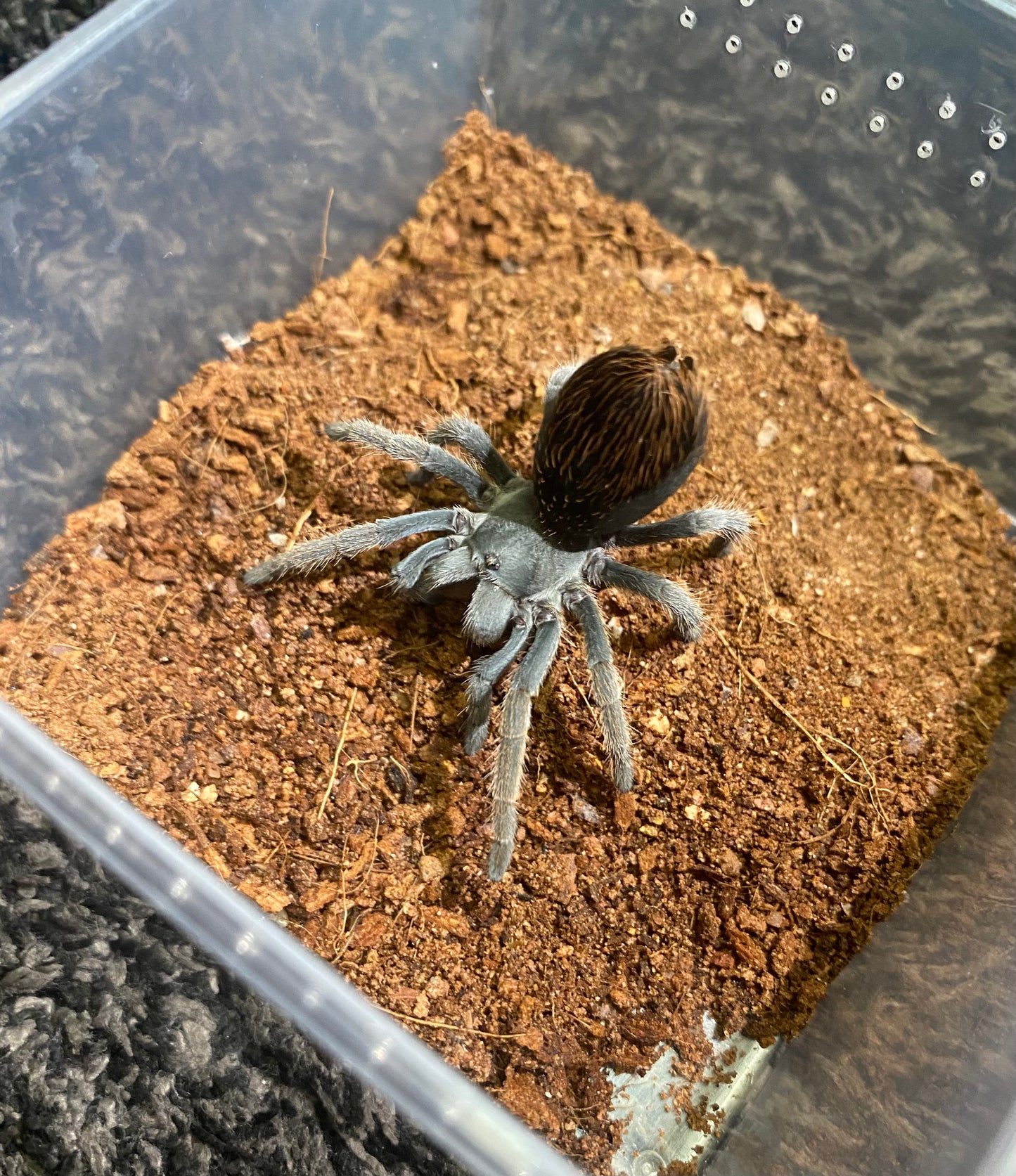 Aphonopelma Sp. Dragoons
