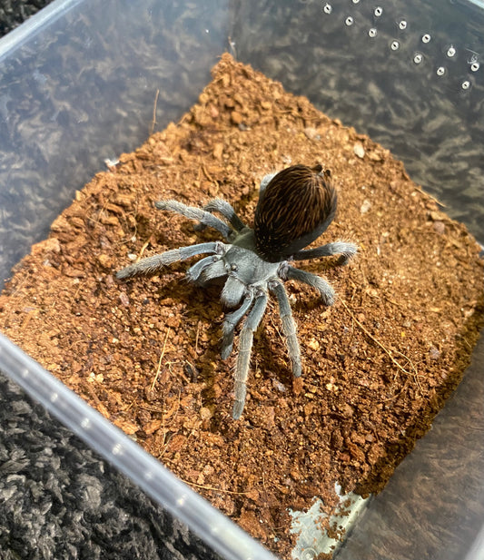Aphonopelma Sp. Dragoons
